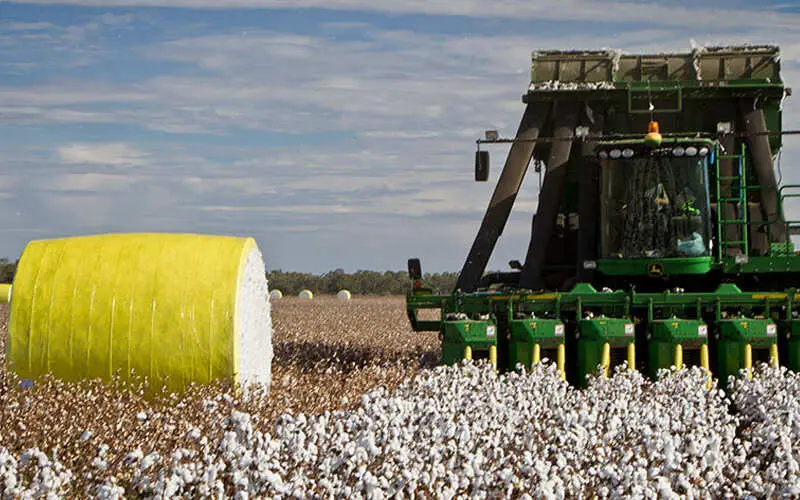 How to harvest cotton
