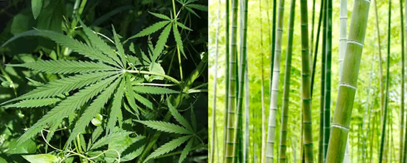 Is Hemp or Bamboo Clothing More Sustainable?