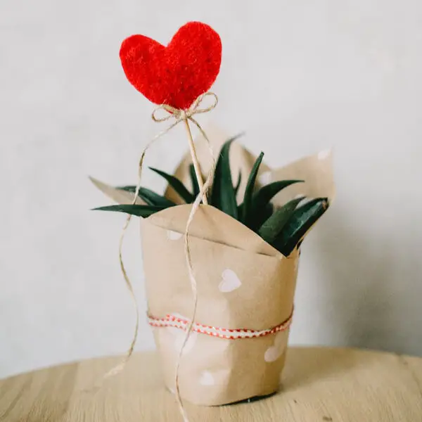 Sustainable-Valentines-Day-Gift-Ideas-Succulents