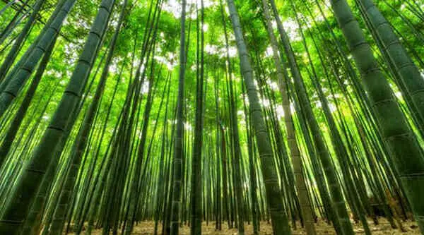 Is-Bamboo-Antibacterial