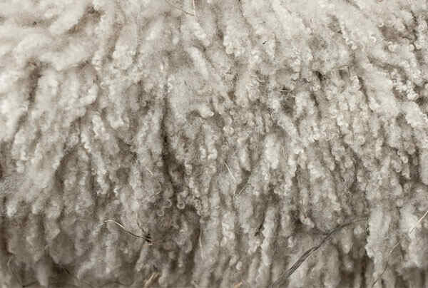 Is-Wool-Eco-Friendly-Fabric