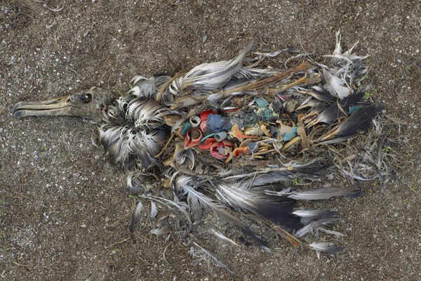 Remains-Of-Sea-Bird-Filled-With-Plastic-Trash-From-Ocean