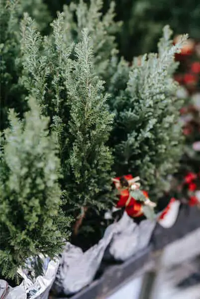 Benefits-Of-Potted-Christmas-Trees