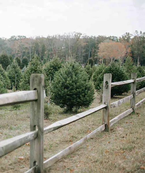 Locally-Grown-Eco-Friendly Christmas-Trees