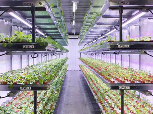 Plants-In-Vertical-Farms