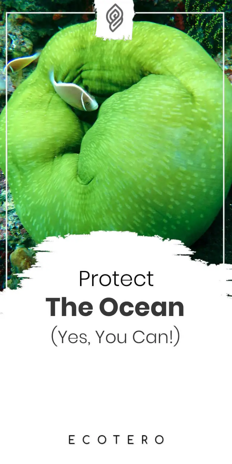 12 Ways To Protect The Ocean And Marine Life (That Works!)
