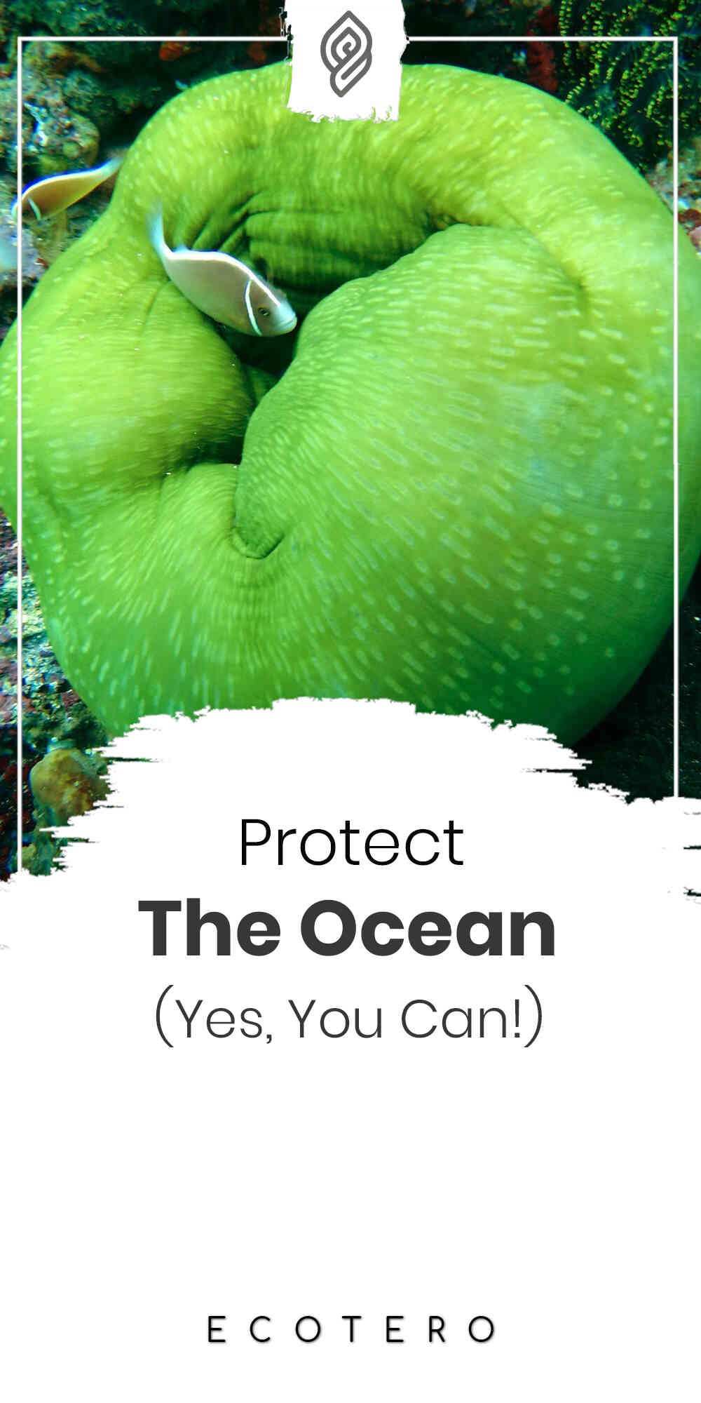 12-ways-to-protect-the-ocean-and-marine-life-that-works