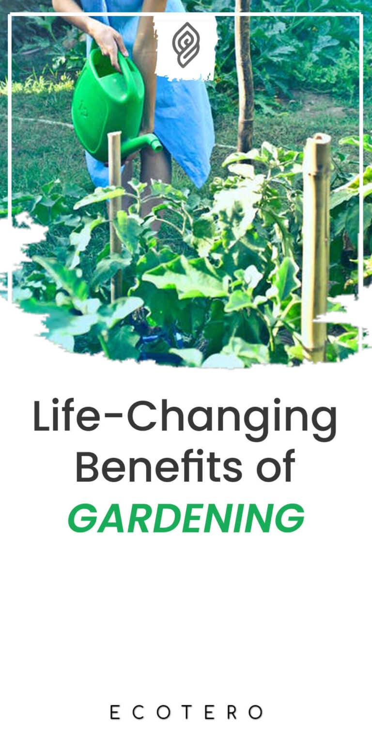 10 Benefits of Home Gardening (And why you should start)