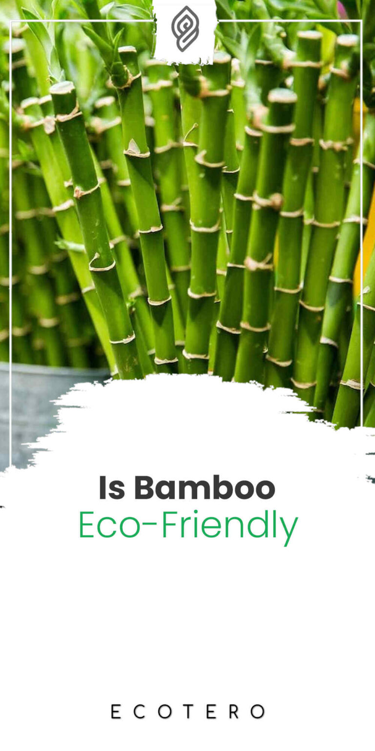 Is Bamboo Eco-Friendly? 12 Bamboo-zling Facts Revealed!